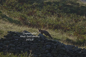 Fox Photography by Neil Salisbury Betty Fold Gallery of Hawkshead Cumbria